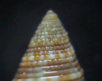 Calliostoma funiculatum?